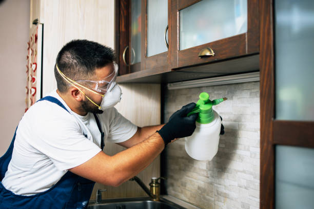 Wasp Removal Services in University Park, MD