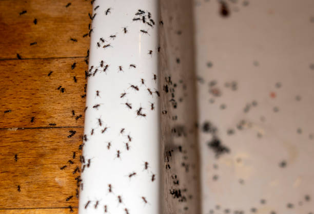Best Pest Removal Services  in University Park, MD