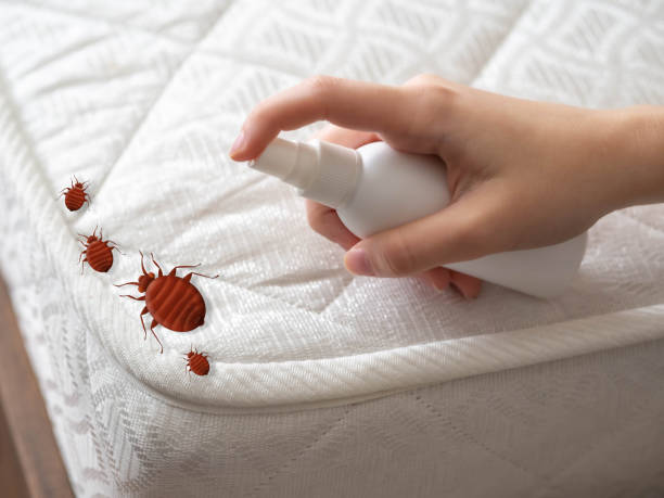 Best Spider Control Near Me  in University Park, MD